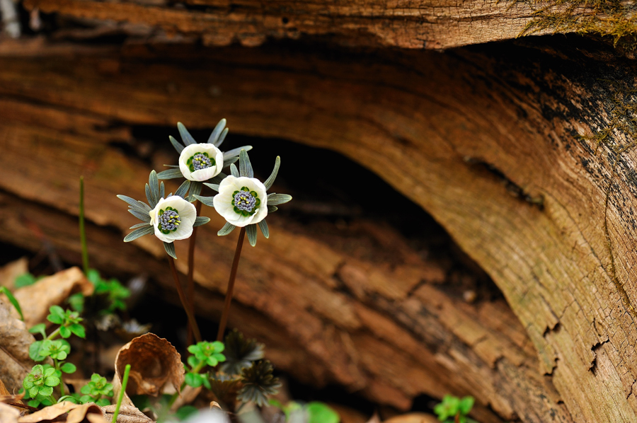 변산바람꽃697f.jpg