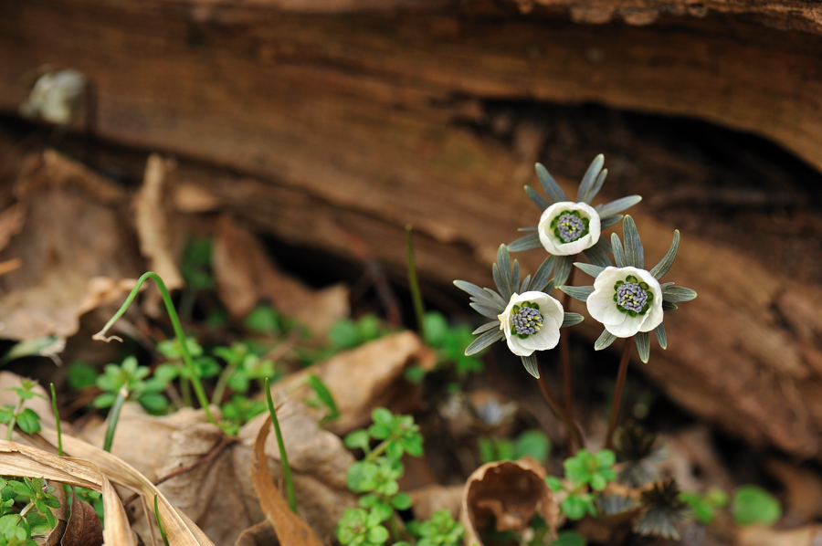 변산바람꽃709f.jpg