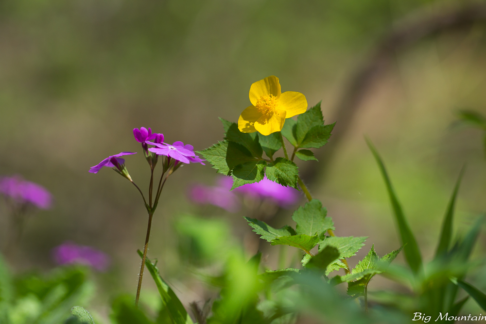 L1005791.jpg