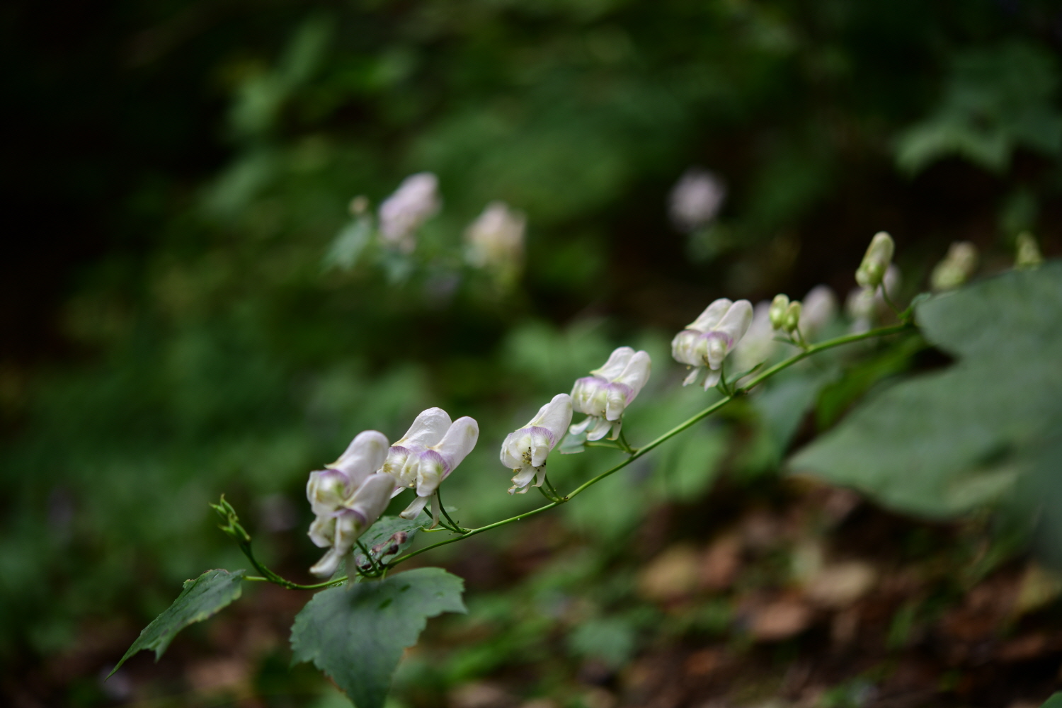 크기변환_DSC_4000.JPG