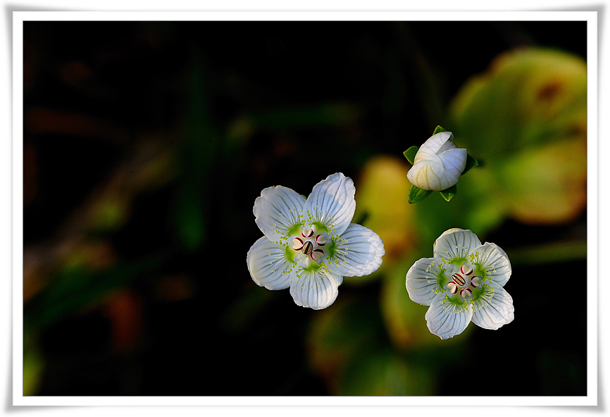 DSC_7221-1.jpg