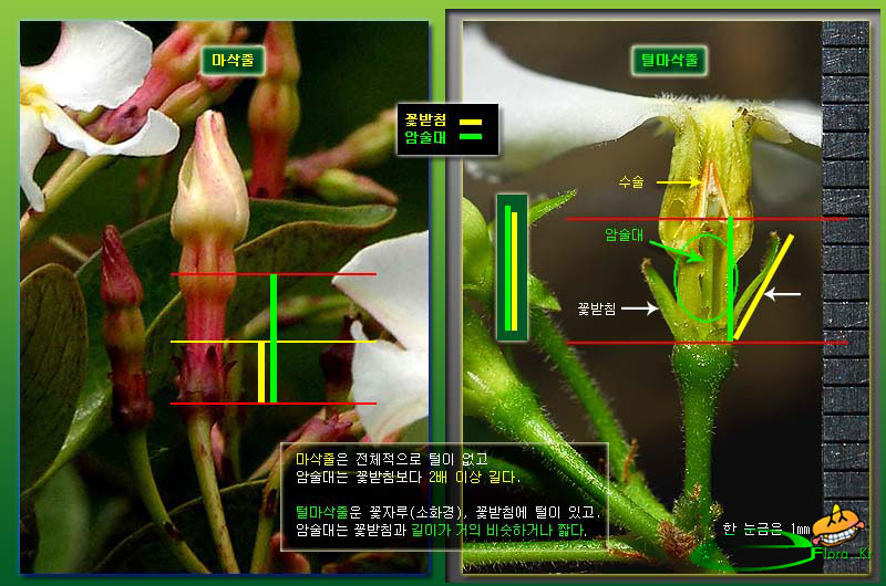 마삭_털마삭줄_꽃2-800X530_eflora.jpg