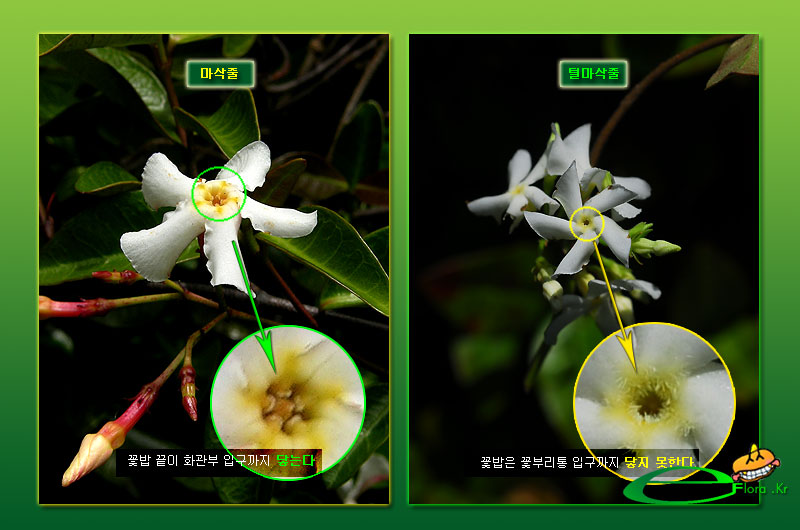 마삭_털마삭줄_꽃1-800X530_eflora.jpg