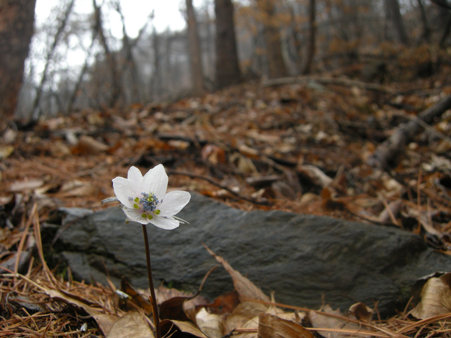 DSCN8113.jpg