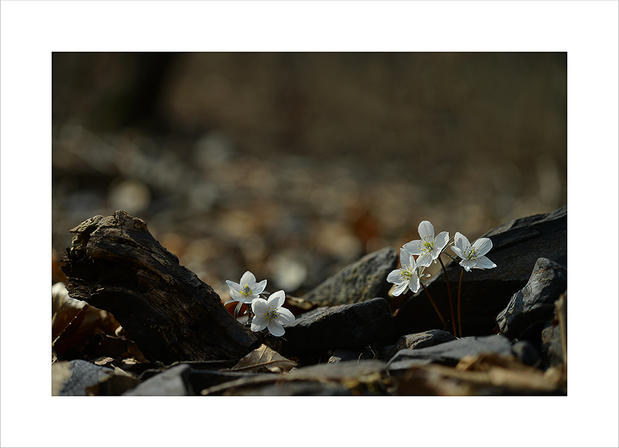 DSC_6077-1.jpg