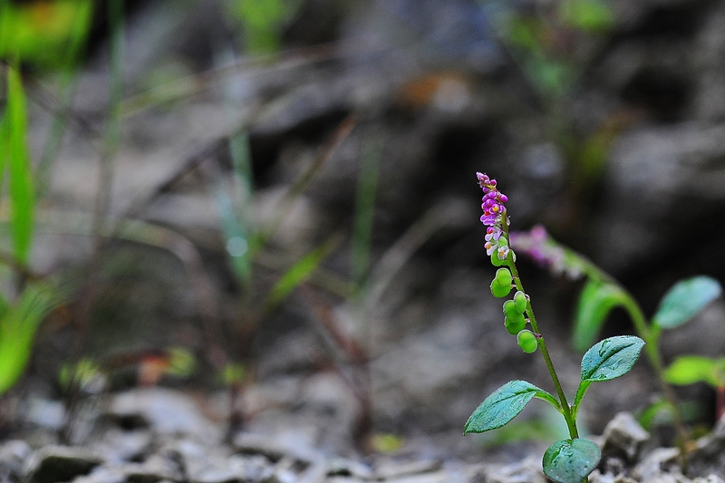 DSC_5090.JPG