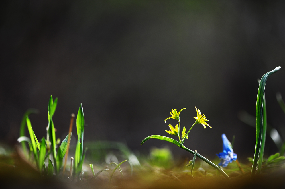 DSC_6510-1.jpg
