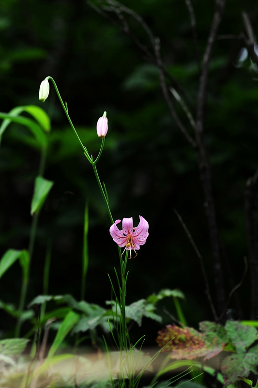 DSC_2529.JPG