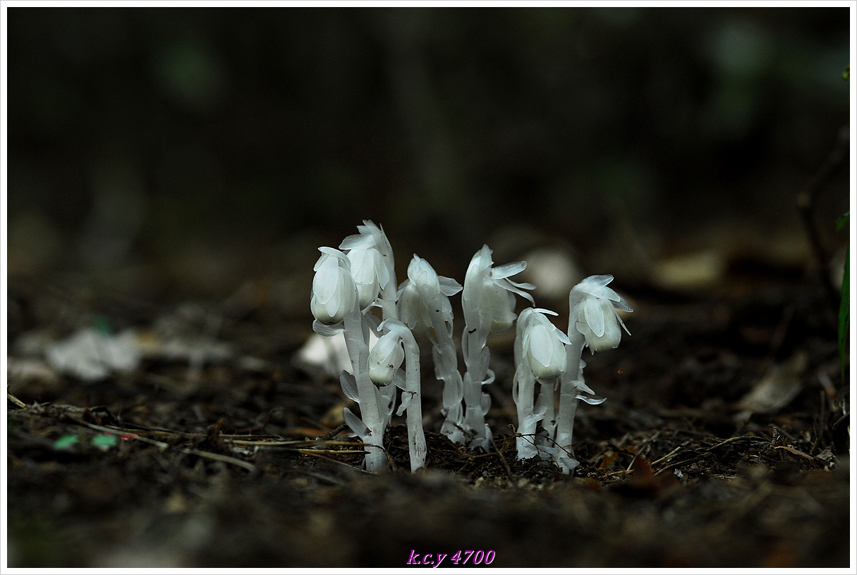 DSC_5173.jpg