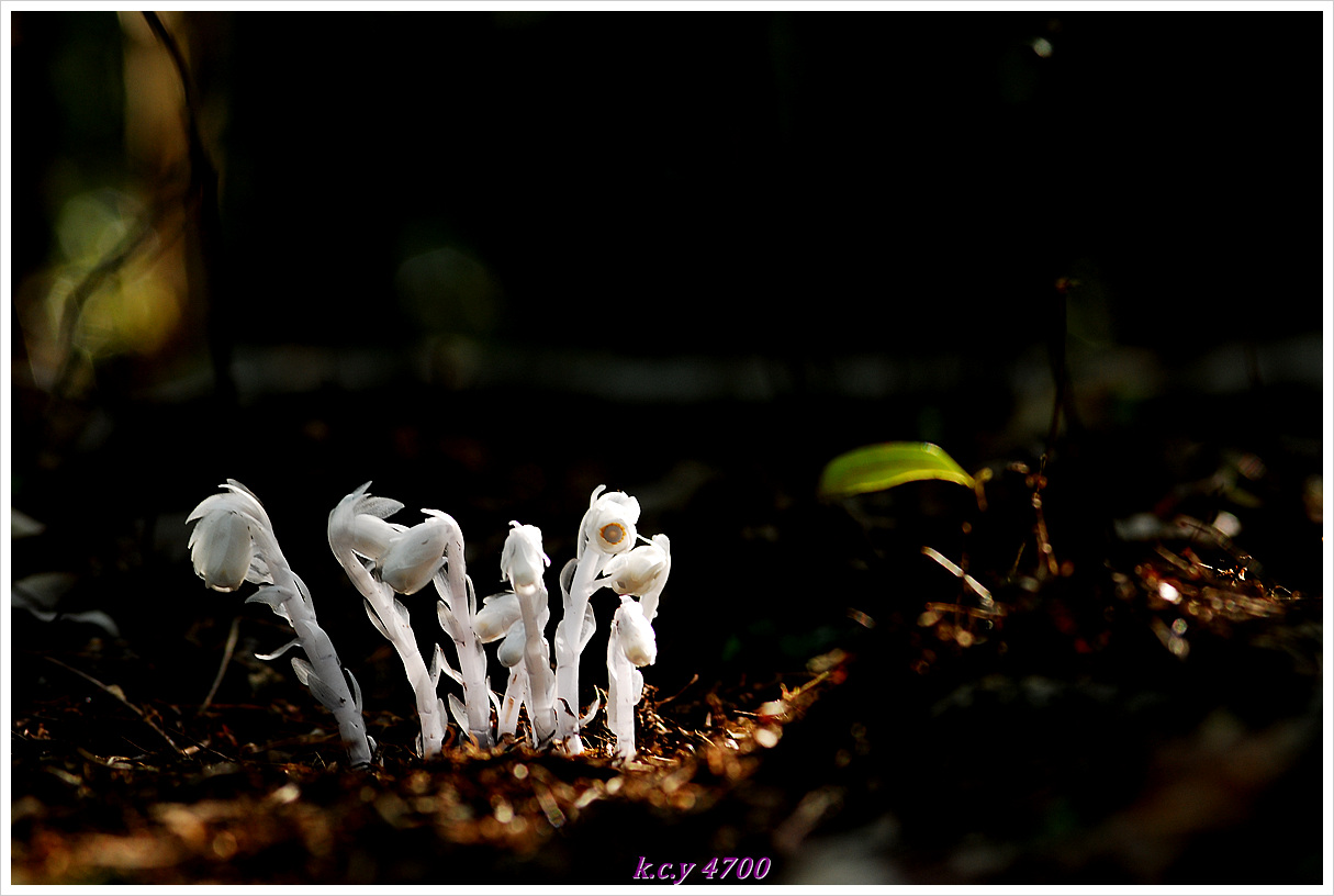 DSC_5181.jpg