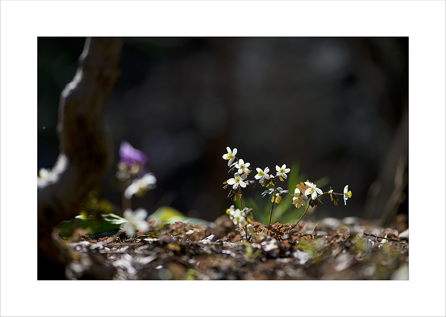 DSC_8116-1.jpg