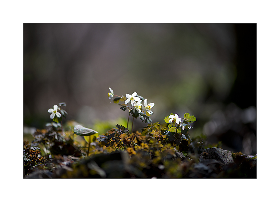 DSC_8191-1.jpg