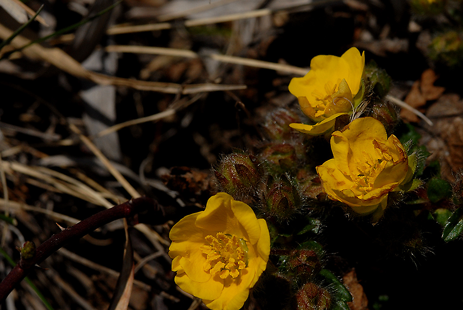 DSC_0549.jpg