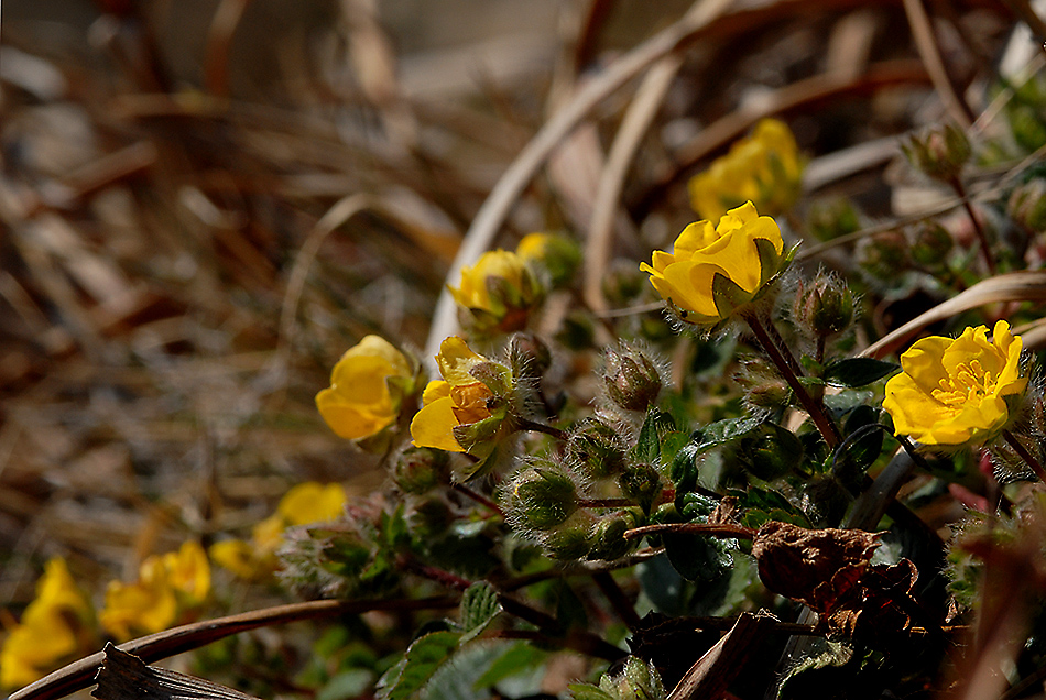 DSC_0545.jpg