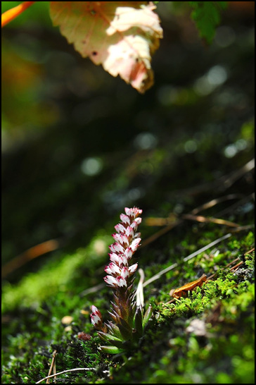 DSC_6678-1.jpg