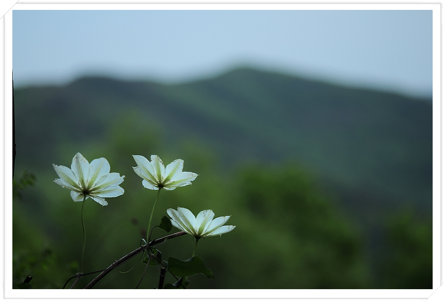 큰꽃으아리_8026.jpg