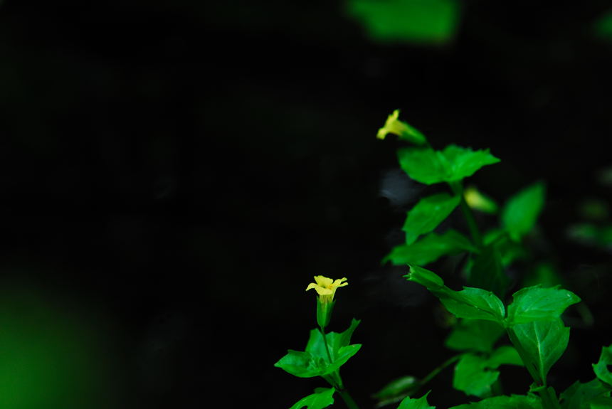 DSC_4560-1.jpg
