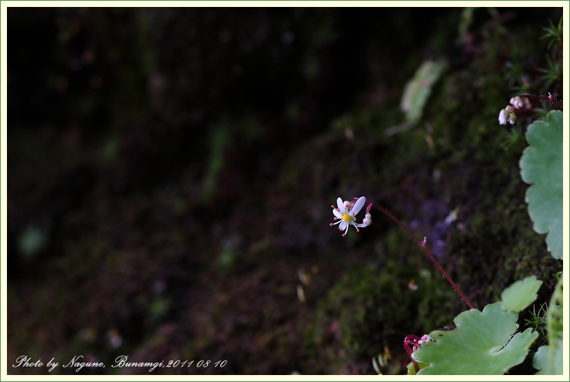바위떡풀 (13).JPG