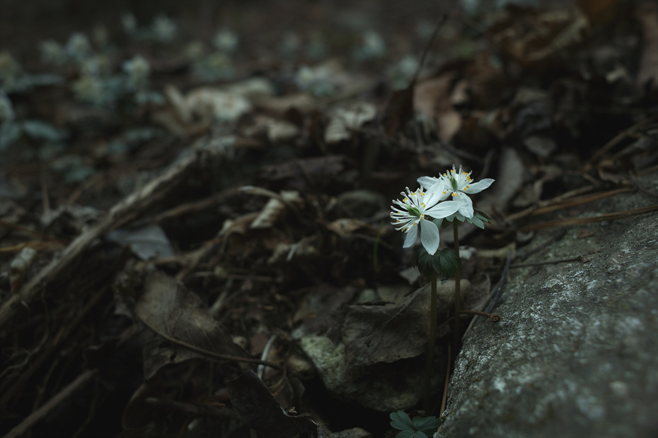 SDIM0017.jpg