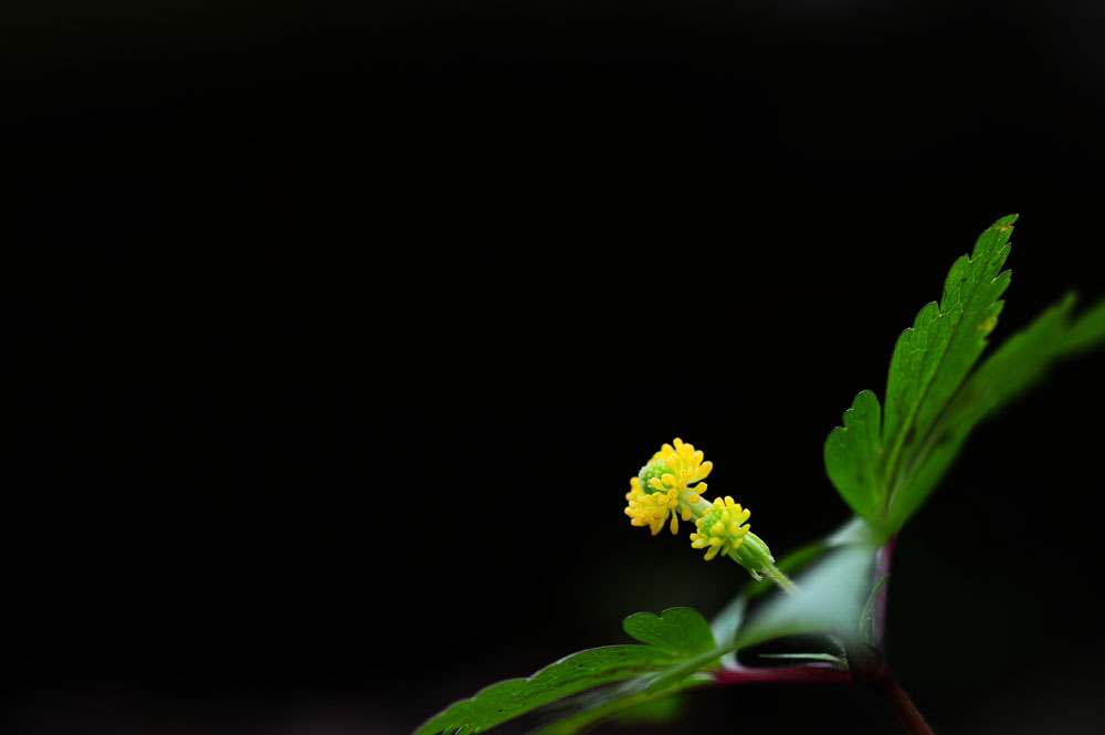 DSC_5661-1.jpg
