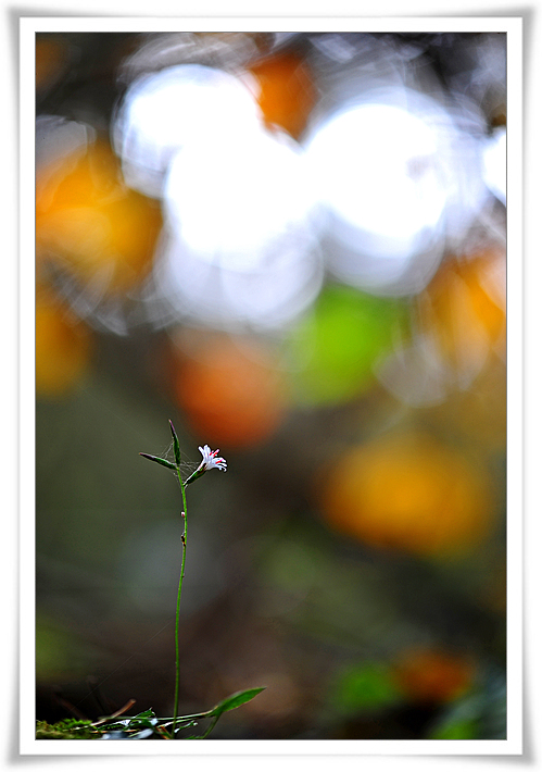 DSC_7925-1.jpg