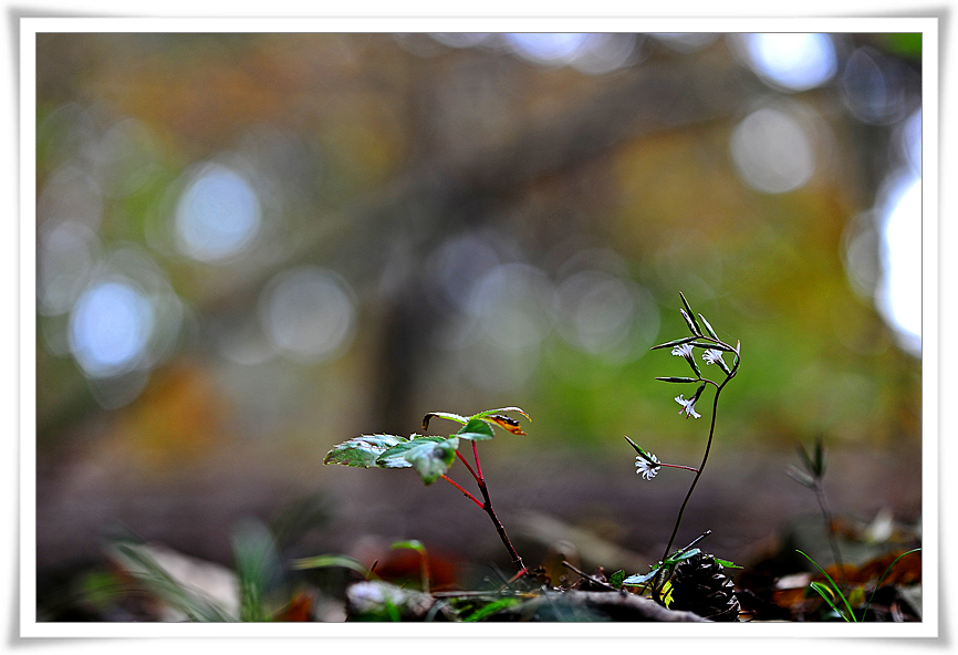 DSC_7889-1.jpg