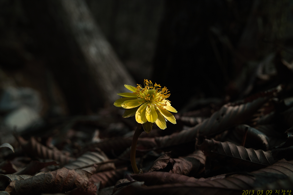 SDIM3270(1).jpg