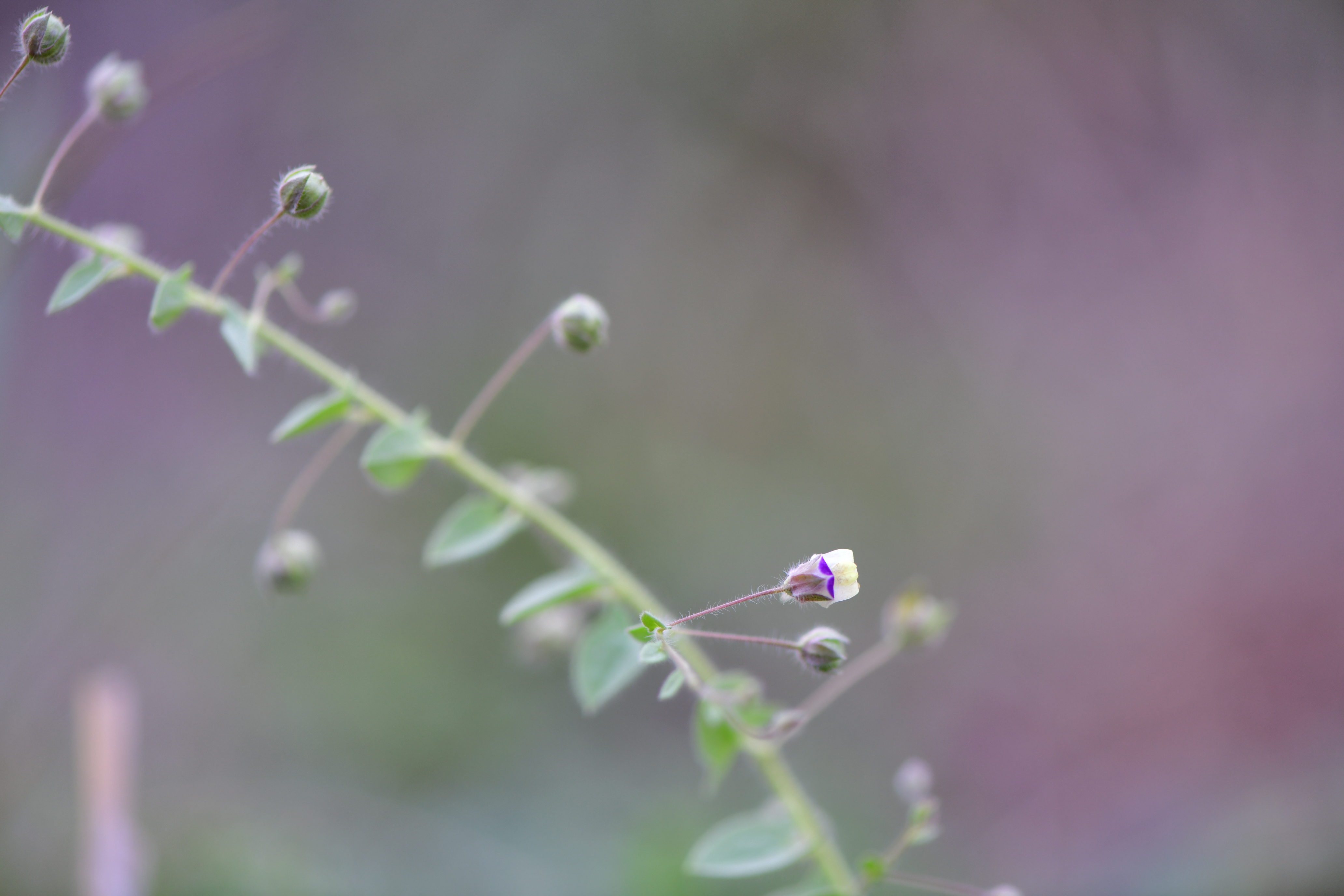 DSC_9911.JPG