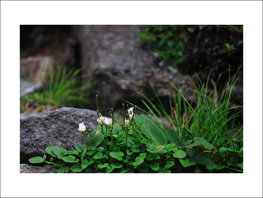 DSC_2376.jpg