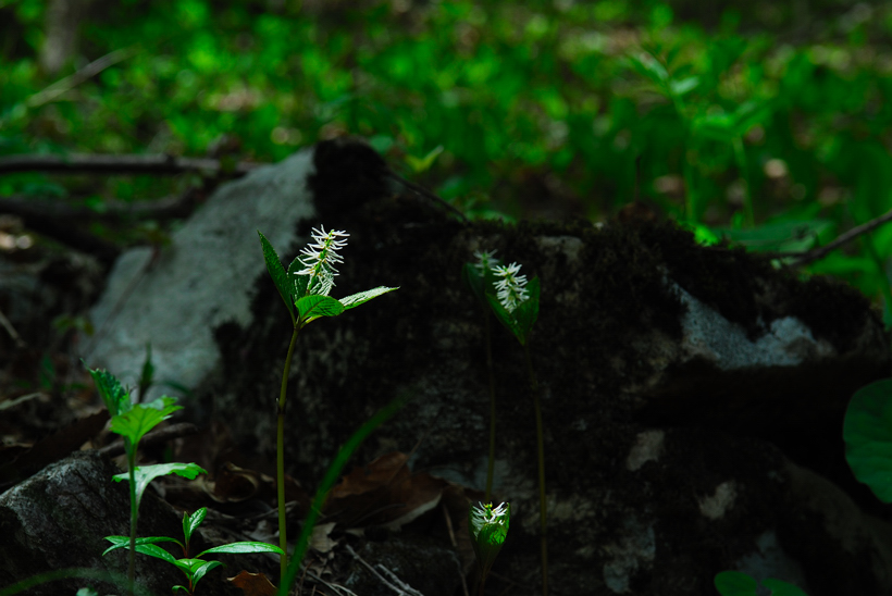 DSC_8809-1.jpg