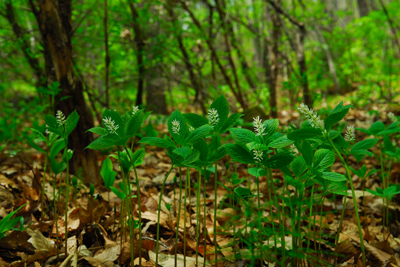 DSC_8804-1.jpg