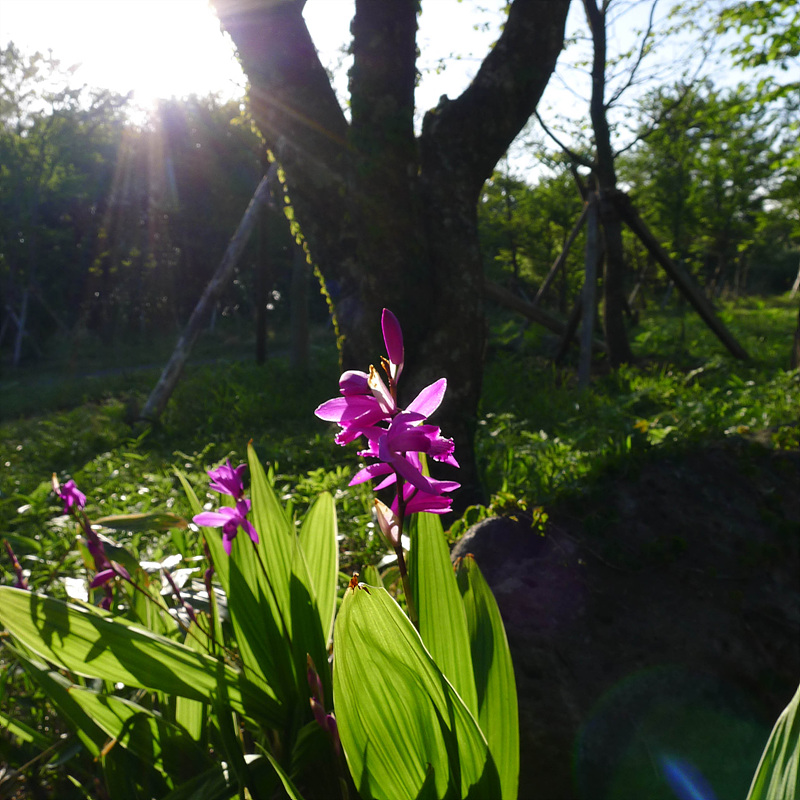 20130513-L1060888.jpg