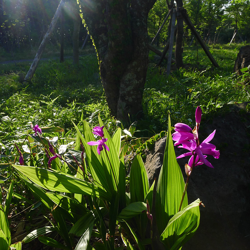20130513-L1060890.jpg