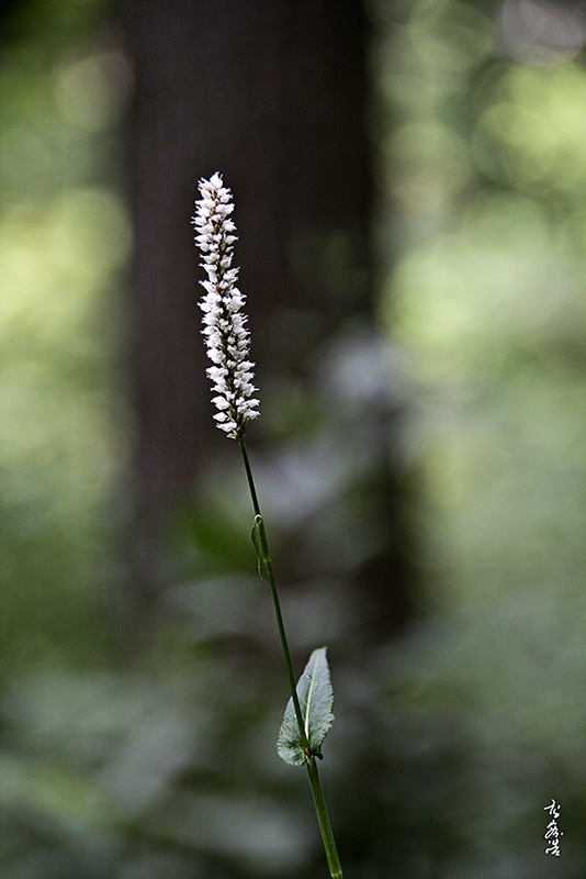 범꼬리6739.jpg
