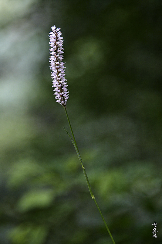 범꼬리6738.jpg