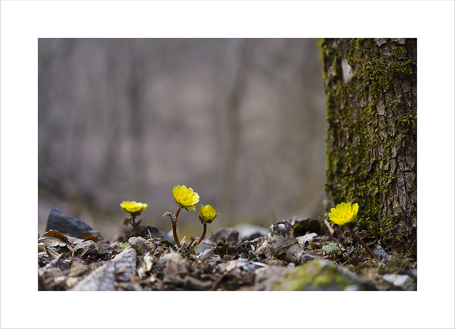 DSC_6822-1-1.jpg