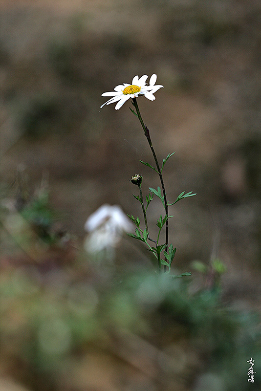 산구절초148.jpg