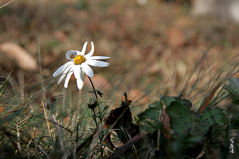산구절초140.jpg
