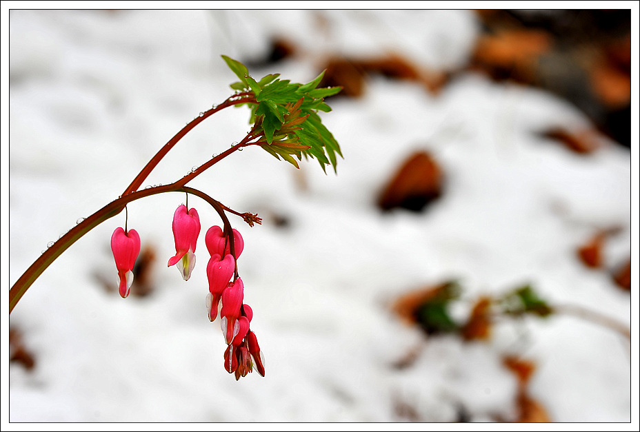 DSC_048720110419_5596.jpg
