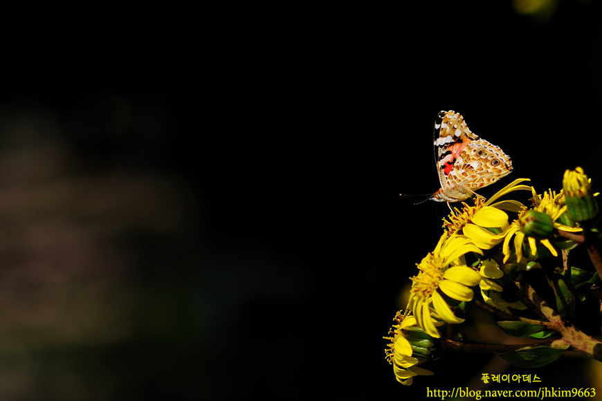 DSC_1450.jpg
