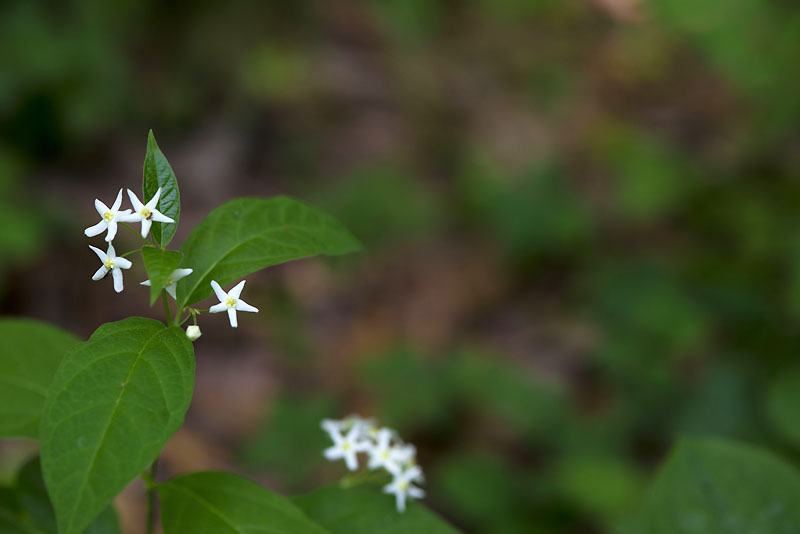 20130525_0024a-1.jpg