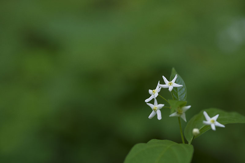 20130525_0027a-1.jpg