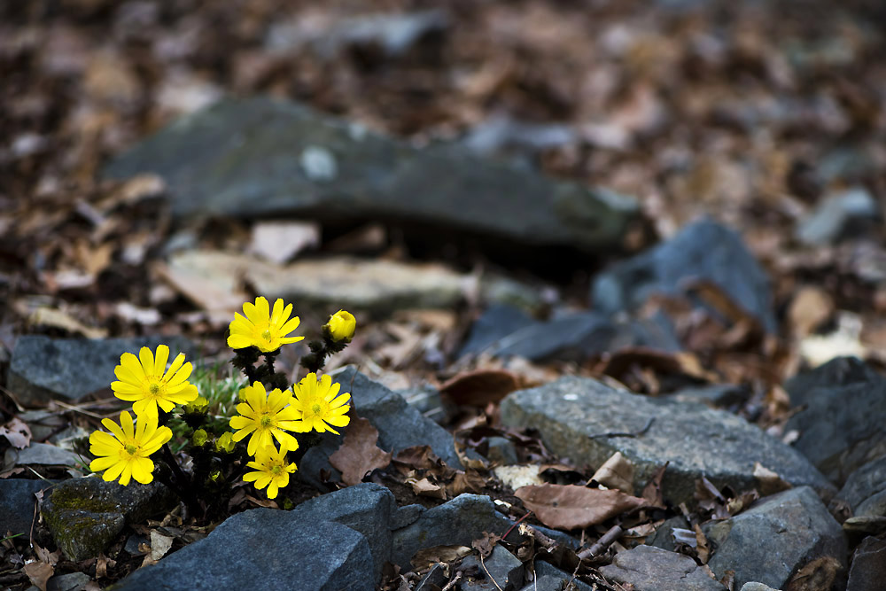 20140315_0078a-1.jpg