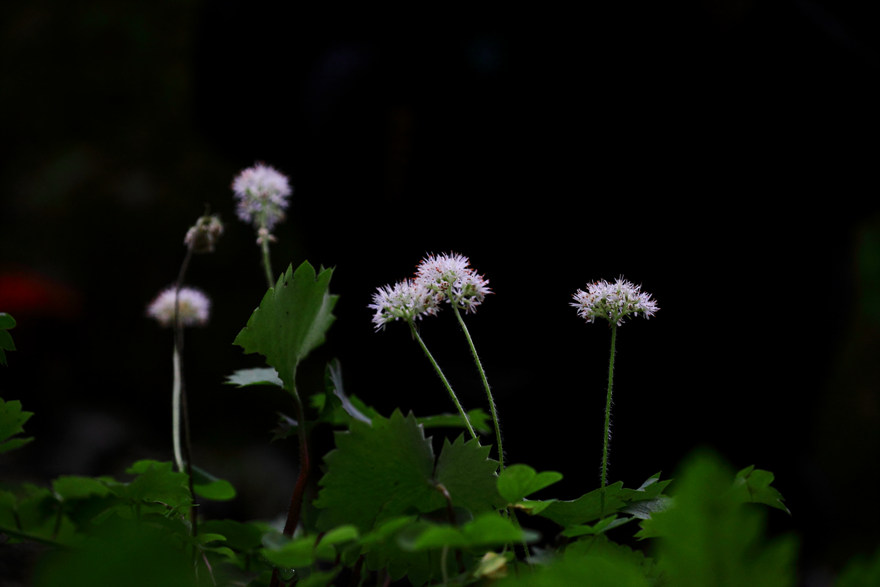 IMG_8500.jpg