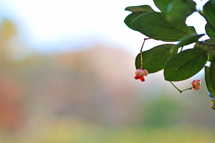 20111115_0049-1.jpg