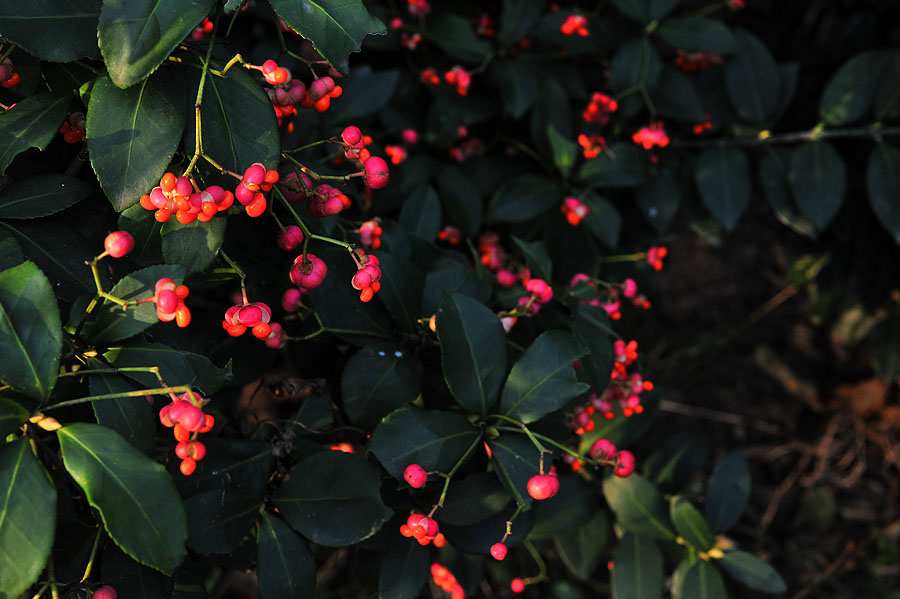 20111115_0023-1.jpg