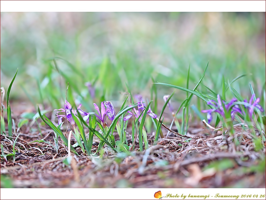 솔붓꽃모지오름_7439.JPG