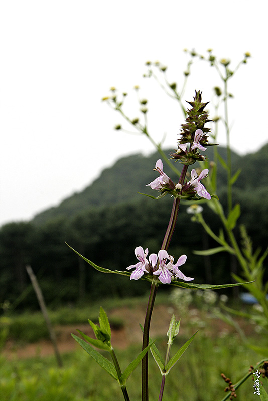 석잠풀6612.jpg