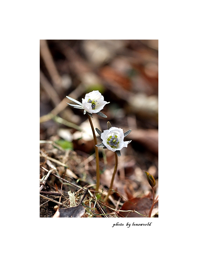 변산바람꽃 (14).JPG