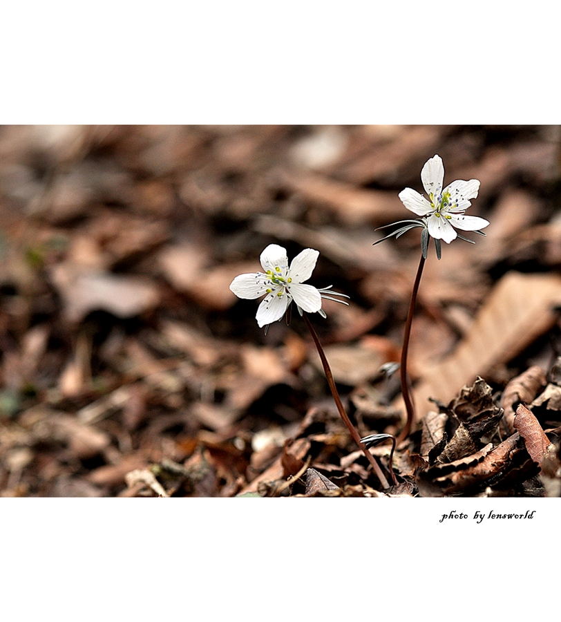 변산바람꽃 (18).JPG